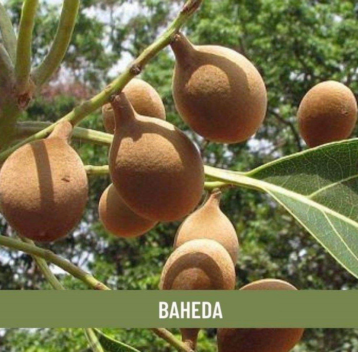 Image 3 of 500 gm for the product Shudh Online Baheda powder
