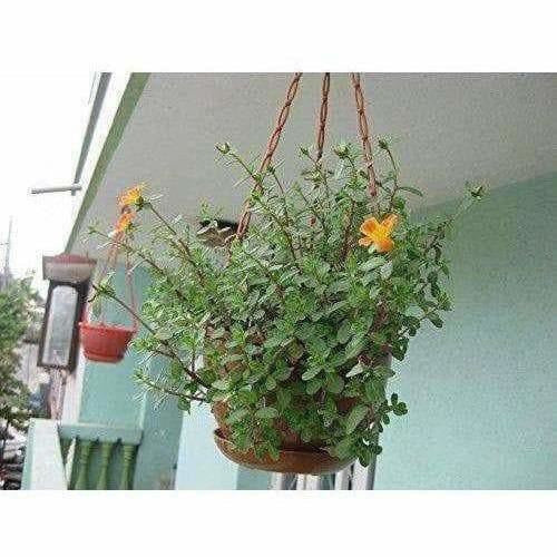 https://cdn.shopify.com/s/files/1/1857/6931/products/51y1uZJ-7jL.jpg?v=1620003787