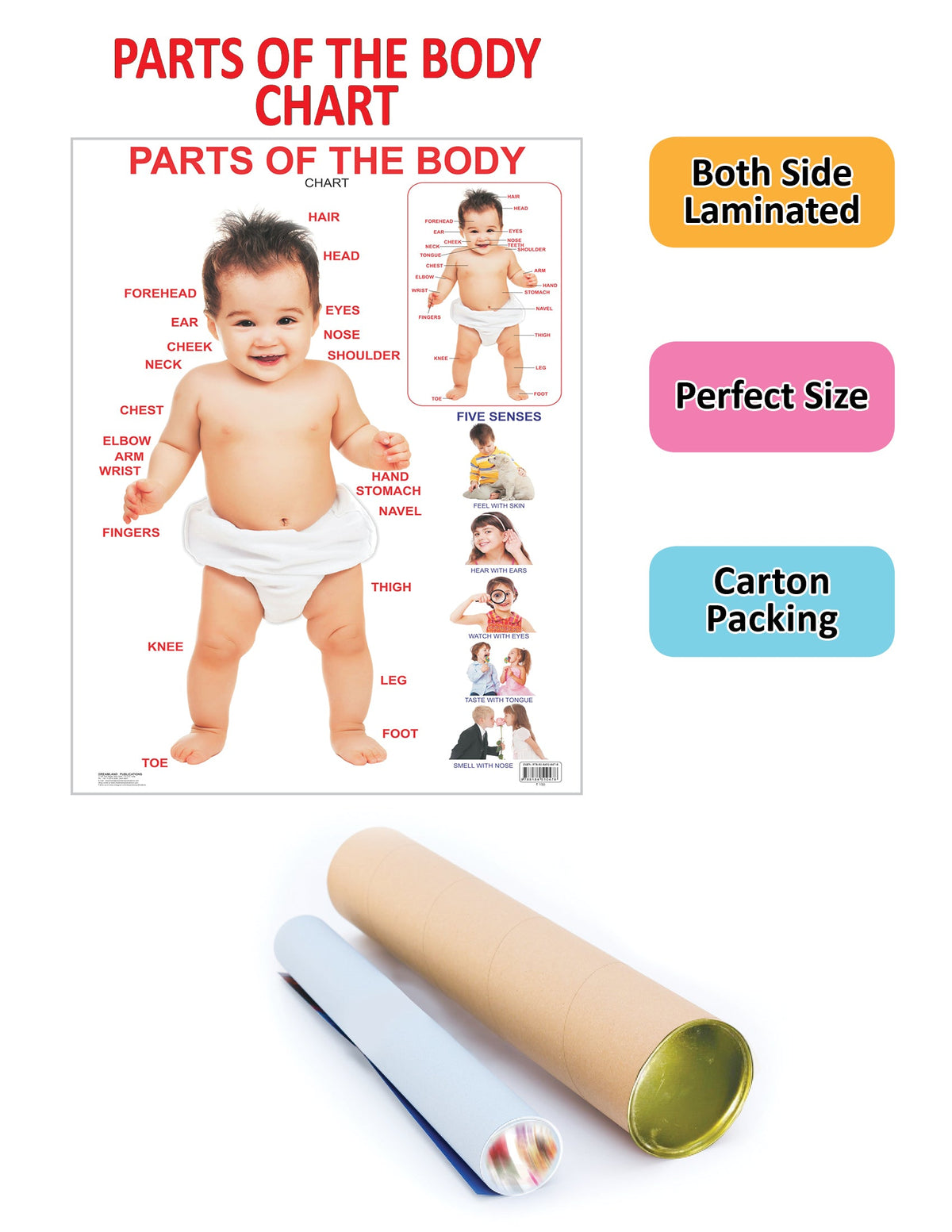 Image 2 of Dreamland Publications Educational Chart for Kids - Parts of The Body
