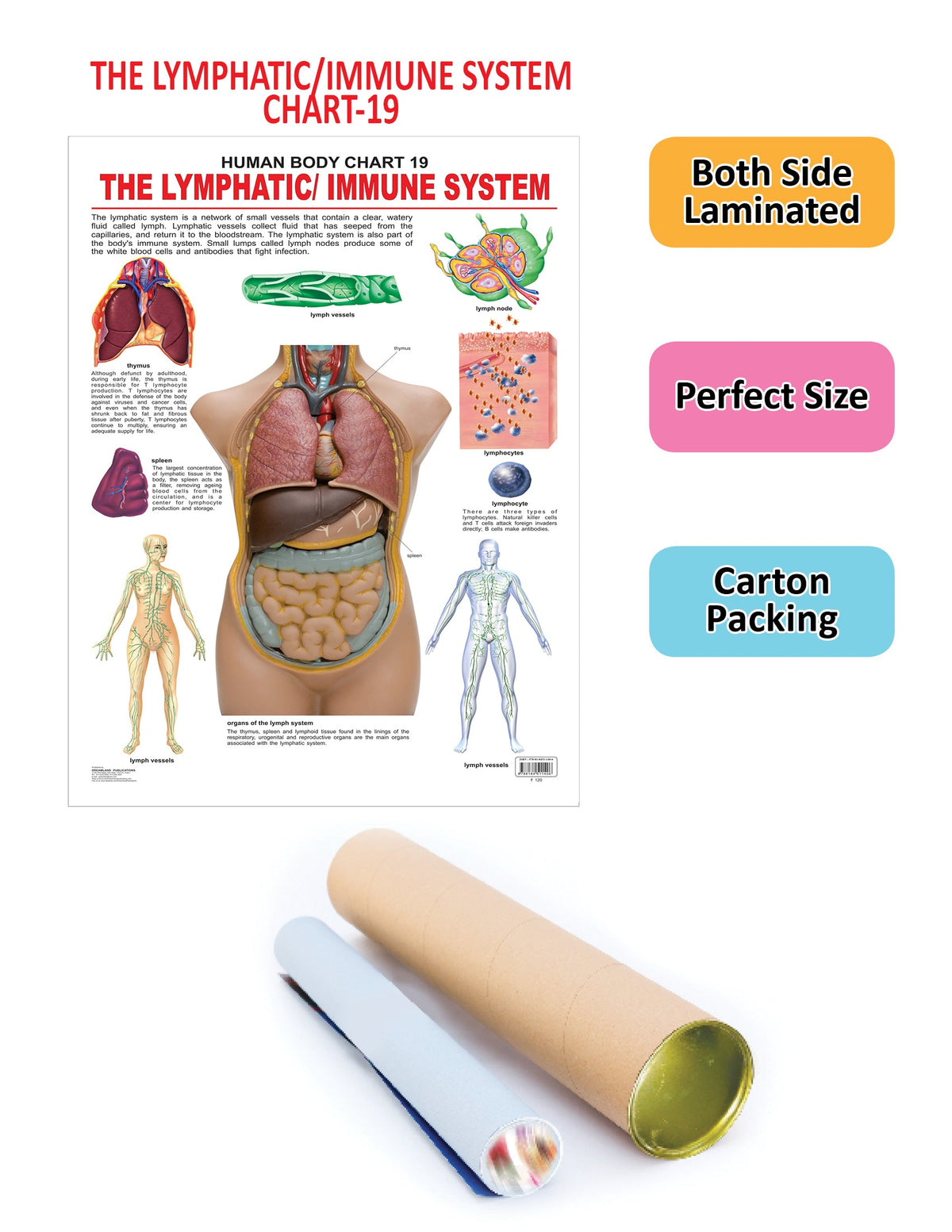 Image 2 of Dreamland Publications Educational Chart for Kids - The Lymphatic/Immune System