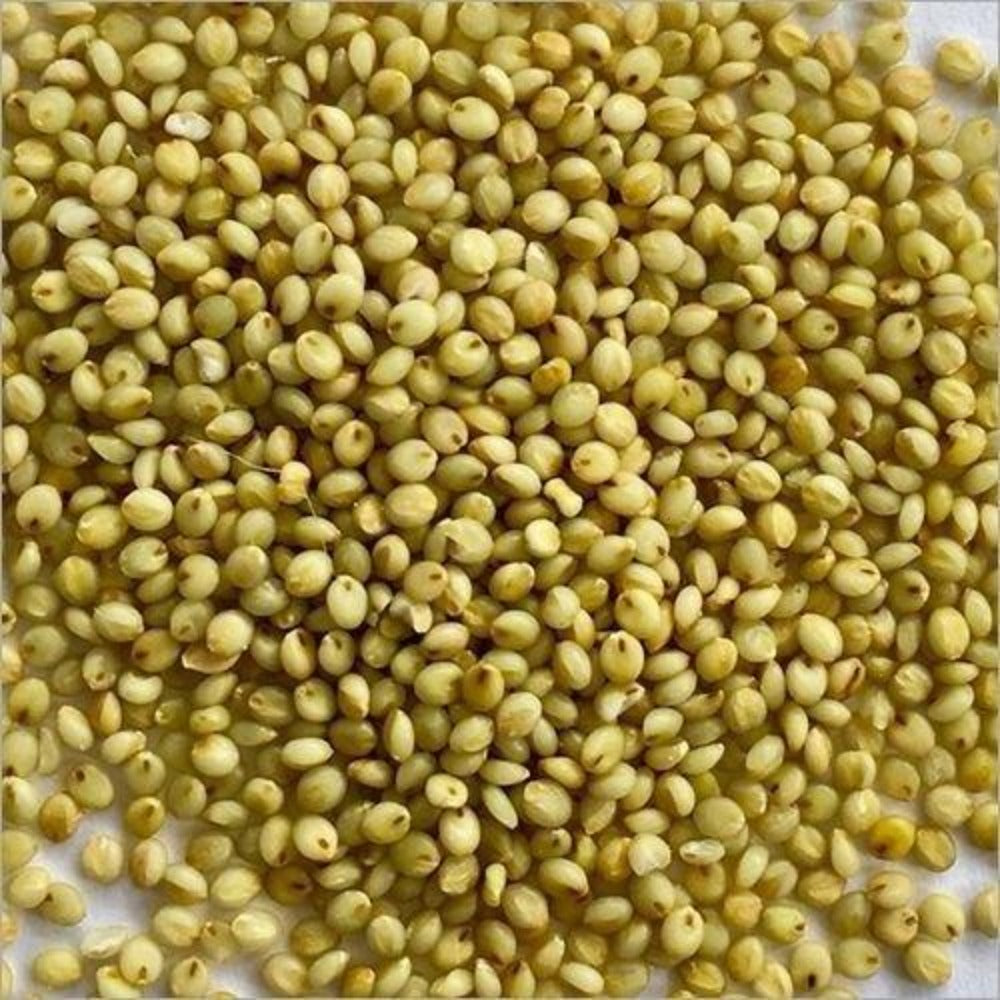 https://cdn.shopify.com/s/files/1/1857/6931/products/brown-top-millet-500x500.jpg?v=1762292263