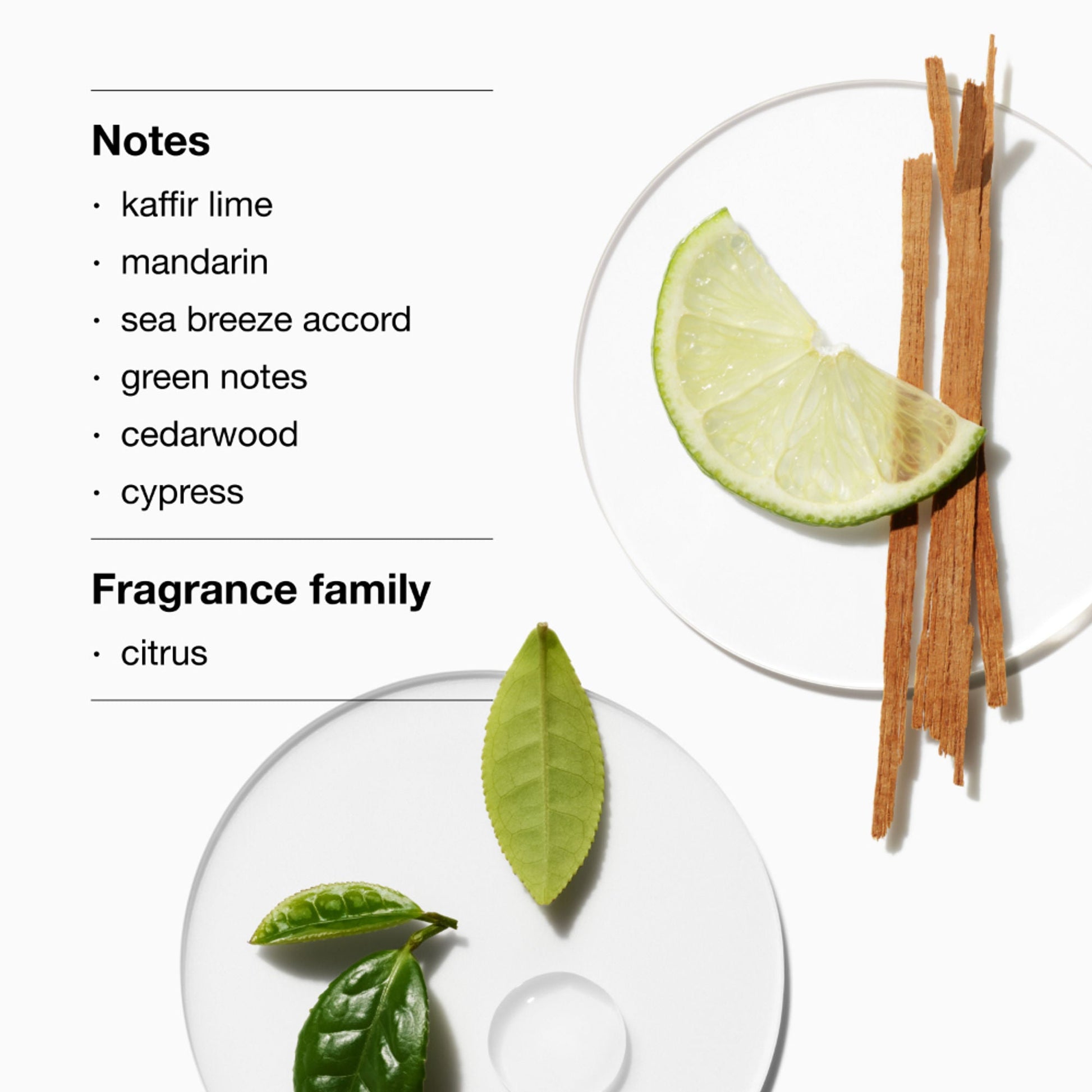 https://cdn.shopify.com/s/files/1/1857/6931/files/0afdafe20714080303_2.jpg?v=1770297135