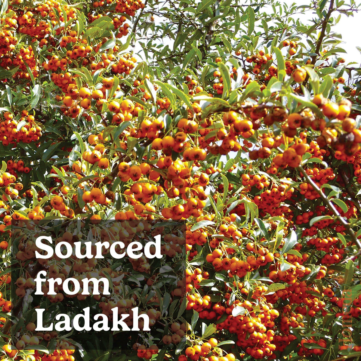 Image 3 of Homeda Sea buckthorn Berry Powder