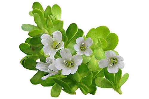 https://cdn.shopify.com/s/files/1/1857/6931/products/41e6k2zrkmL.jpg?v=1672997272