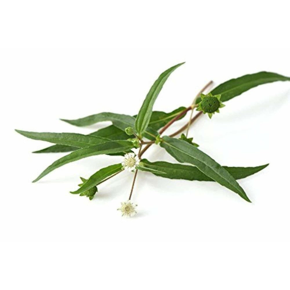 https://cdn.shopify.com/s/files/1/1857/6931/products/41xnoTWi6RL._UL1500.jpg?v=1624515446