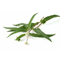 https://cdn.shopify.com/s/files/1/1857/6931/products/41xnoTWi6RL._UL1500.jpg?v=1624515446