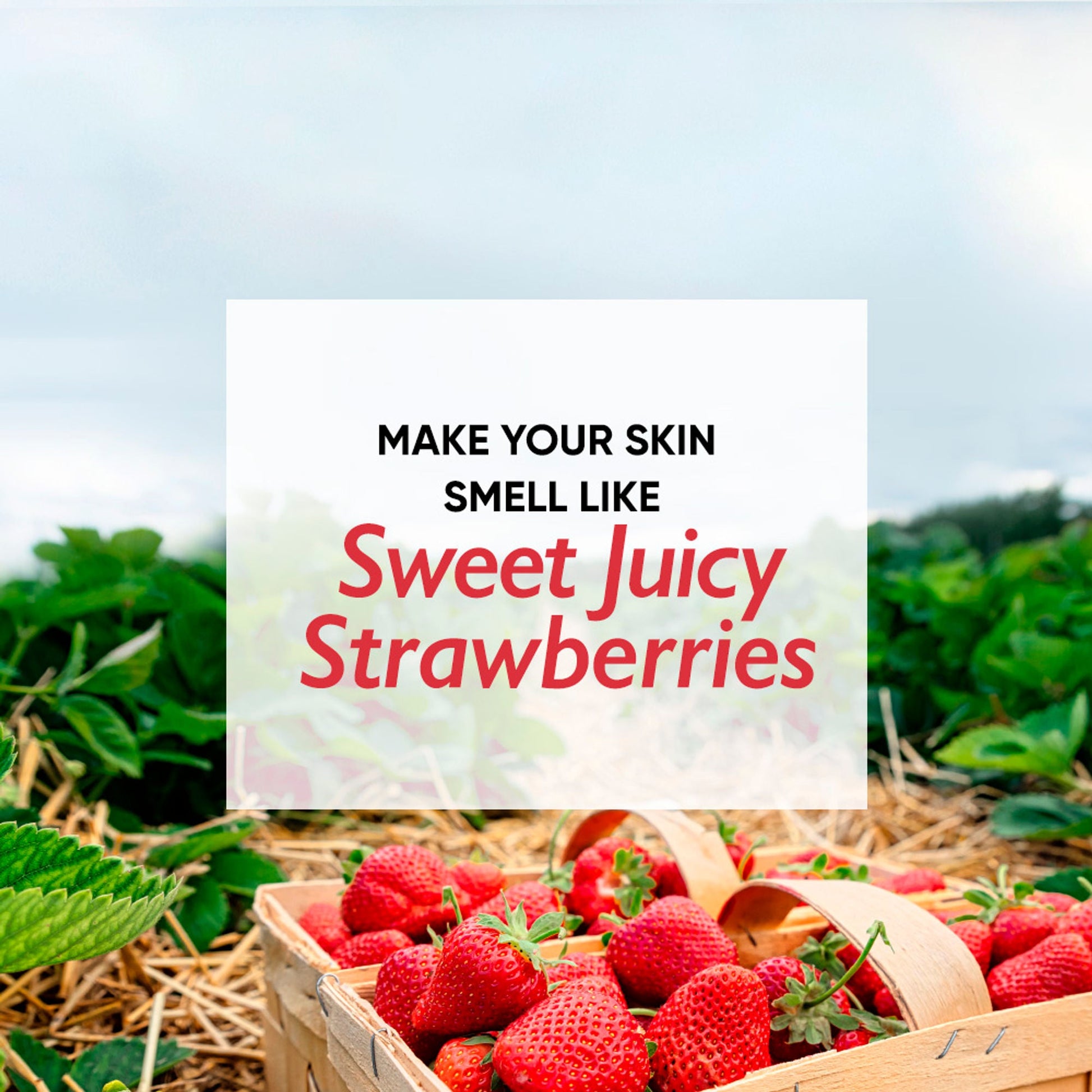 https://cdn.shopify.com/s/files/1/1857/6931/files/55da3afWANDE00000131_6a.jpg?v=1768229943