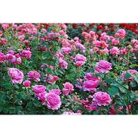 https://cdn.shopify.com/s/files/1/1857/6931/products/61PDdUTyu3L._UL1500.jpg?v=1620030810