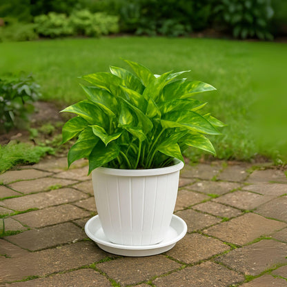 Image 6 of Go Hooked Go HookedPlastic Duro Flower Pot for Gardening, Indoor/Outdoor Planter-White (10 Inch)(Pack of 4 with Tray)