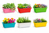 Image 1 of Default Title for the product Go Hooked Planters | Multicolor | Rectangular | Plastic Pots for Plants | Jupiter Flower Pots for Home | Window Display Planters | Garden Planters | Set of 6 | 35 x 18.5 x 15 cm