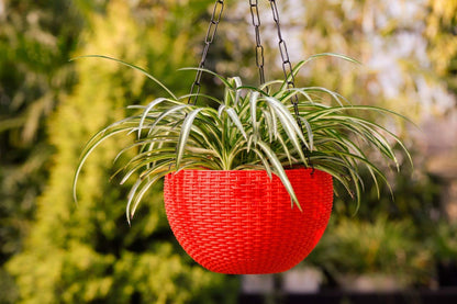 Image 4 of Go Hooked Plastic Round Hanging Planter, Set of 3, Multicolor, 7.1 Inch Diameter, 4.8 Inch Height, 33cm Chain, Indoor/Outdoor