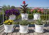 Image 1 of Default Title for the product Go Hooked Go HookedPlastic Duro Flower Pot for Gardening, Indoor/Outdoor Planter-White (8 Inch)(Pack of 6 with Tray)