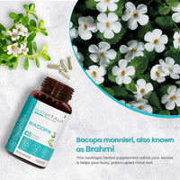 https://cdn.shopify.com/s/files/1/1857/6931/files/7Ij3mazSTR.jpg?v=1727523256