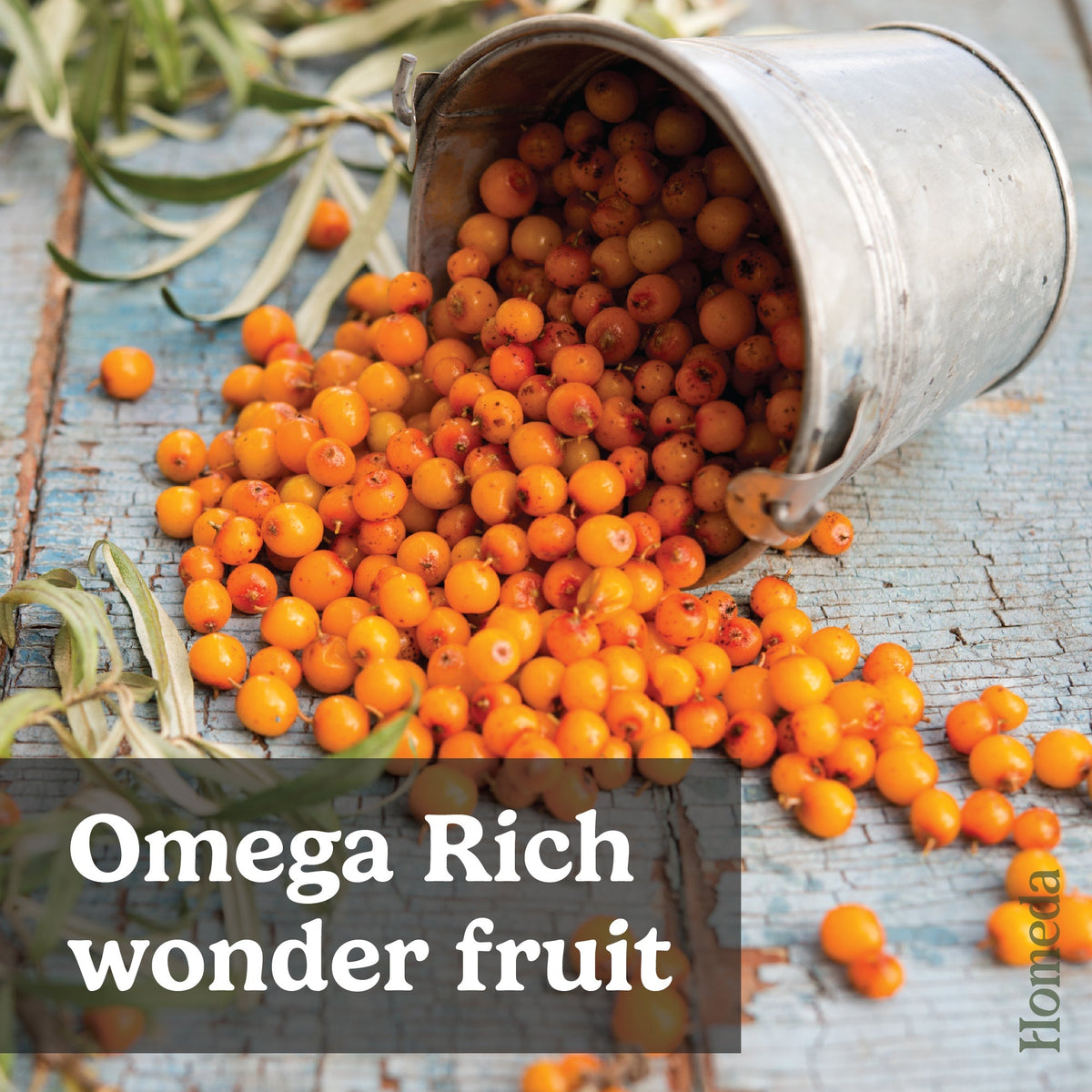 Image 8 of Homeda Sea buckthorn Berry Powder