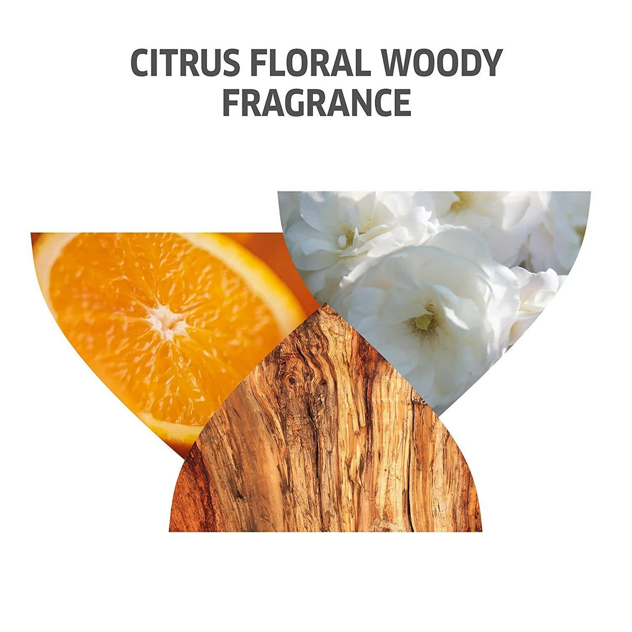 https://cdn.shopify.com/s/files/1/1857/6931/products/8ehAbxjjKA.jpg?v=1666790467