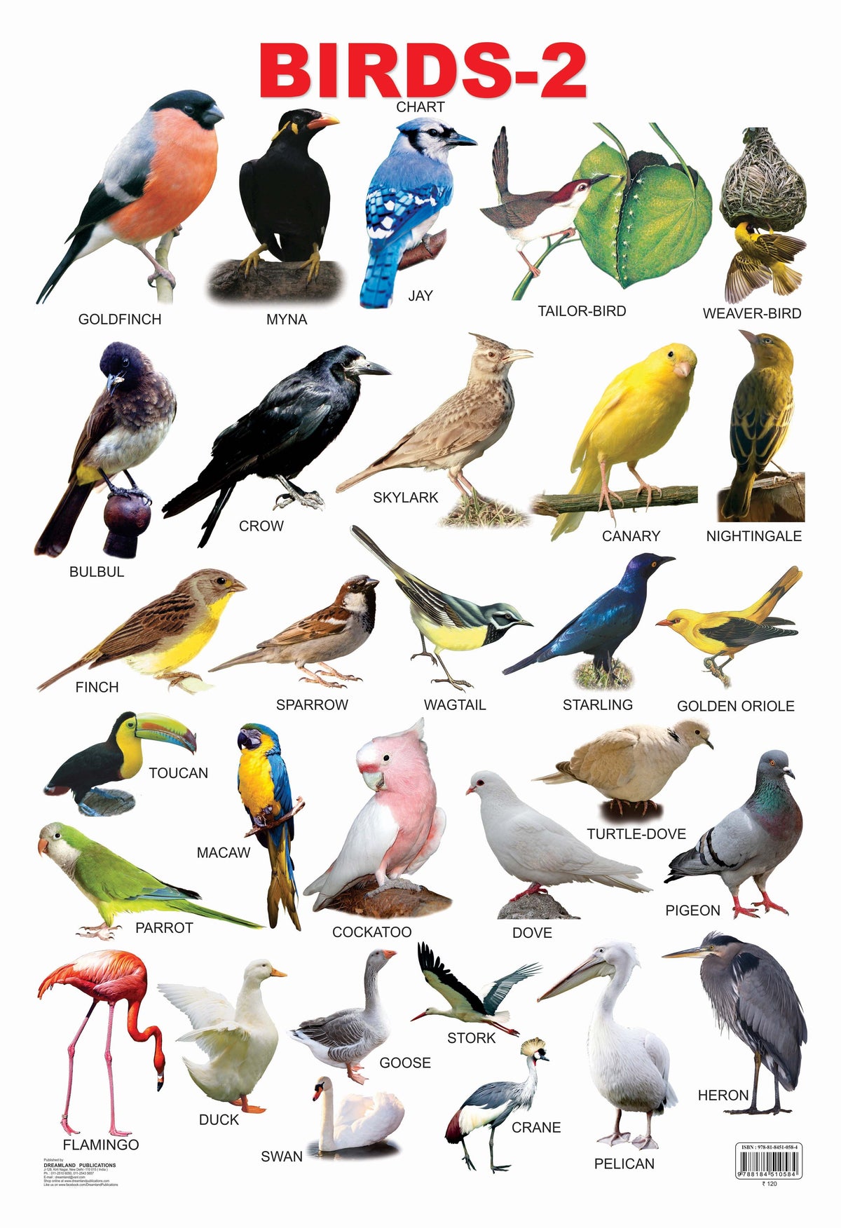 Image 3 of Default Title for the product Dreamland Publications Educational Chart for Kids - Birds-2