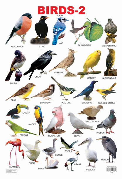 Image 3 of Default Title for the product Dreamland Publications Educational Chart for Kids - Birds-2