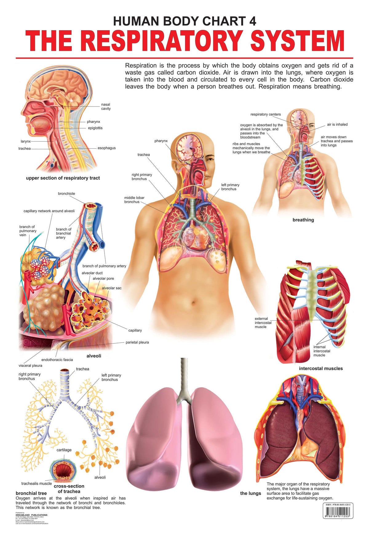 Image 1 of Default Title for the product Dreamland Publications Educational Chart for Kids - The Respiratory System