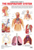 Image 1 of Default Title for the product Dreamland Publications Educational Chart for Kids - The Respiratory System