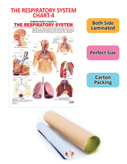 Image 2 of Dreamland Publications Educational Chart for Kids - The Respiratory System