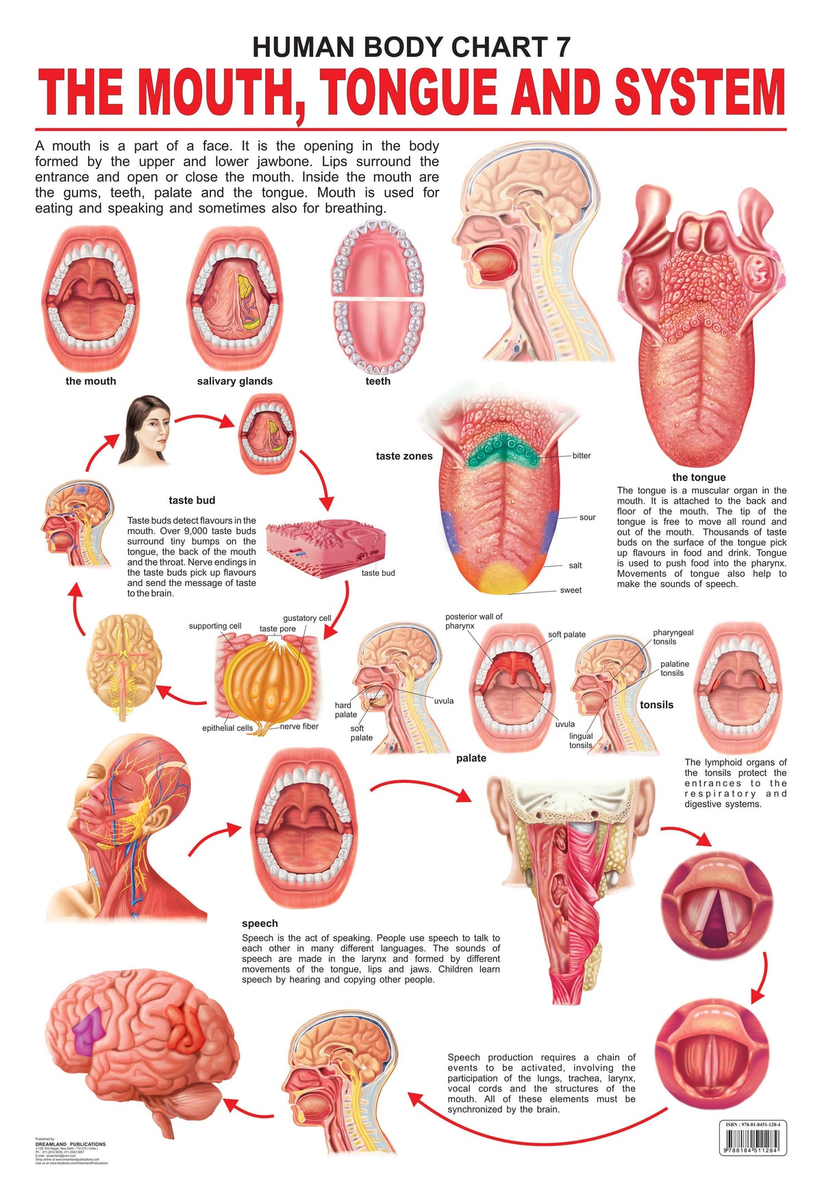 Image 1 of Default Title for the product Dreamland Publications Educational Chart for Kids - The Mouth, Tongue & Speech
