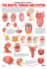 Image 1 of Default Title for the product Dreamland Publications Educational Chart for Kids - The Mouth, Tongue & Speech