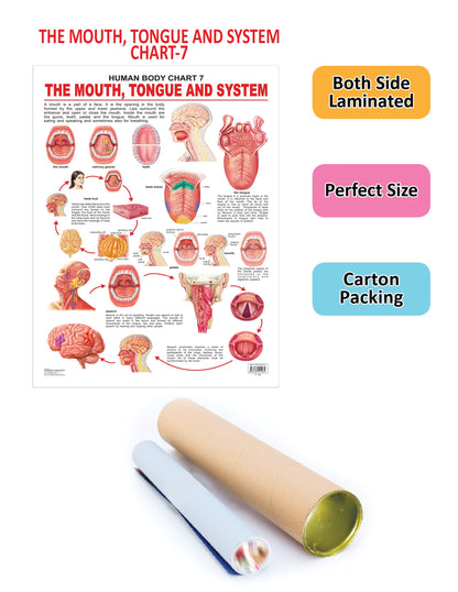 Image 2 of Dreamland Publications Educational Chart for Kids - The Mouth, Tongue & Speech
