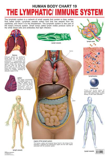 Image 1 of Default Title for the product Dreamland Publications Educational Chart for Kids - The Lymphatic/Immune System