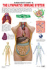 Image 1 of Default Title for the product Dreamland Publications Educational Chart for Kids - The Lymphatic/Immune System