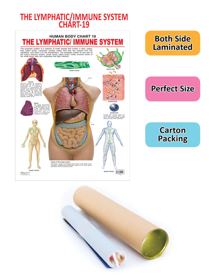 Image 2 of Dreamland Publications Educational Chart for Kids - The Lymphatic/Immune System