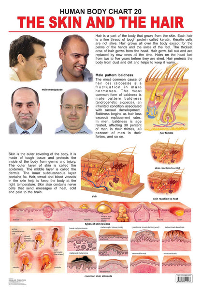 Image 1 of Default Title for the product Dreamland Publications The Hair & the Skin : Children Reference Educational Laminated Chart