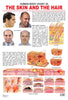 Image 1 of Default Title for the product Dreamland Publications The Hair & the Skin : Children Reference Educational Laminated Chart
