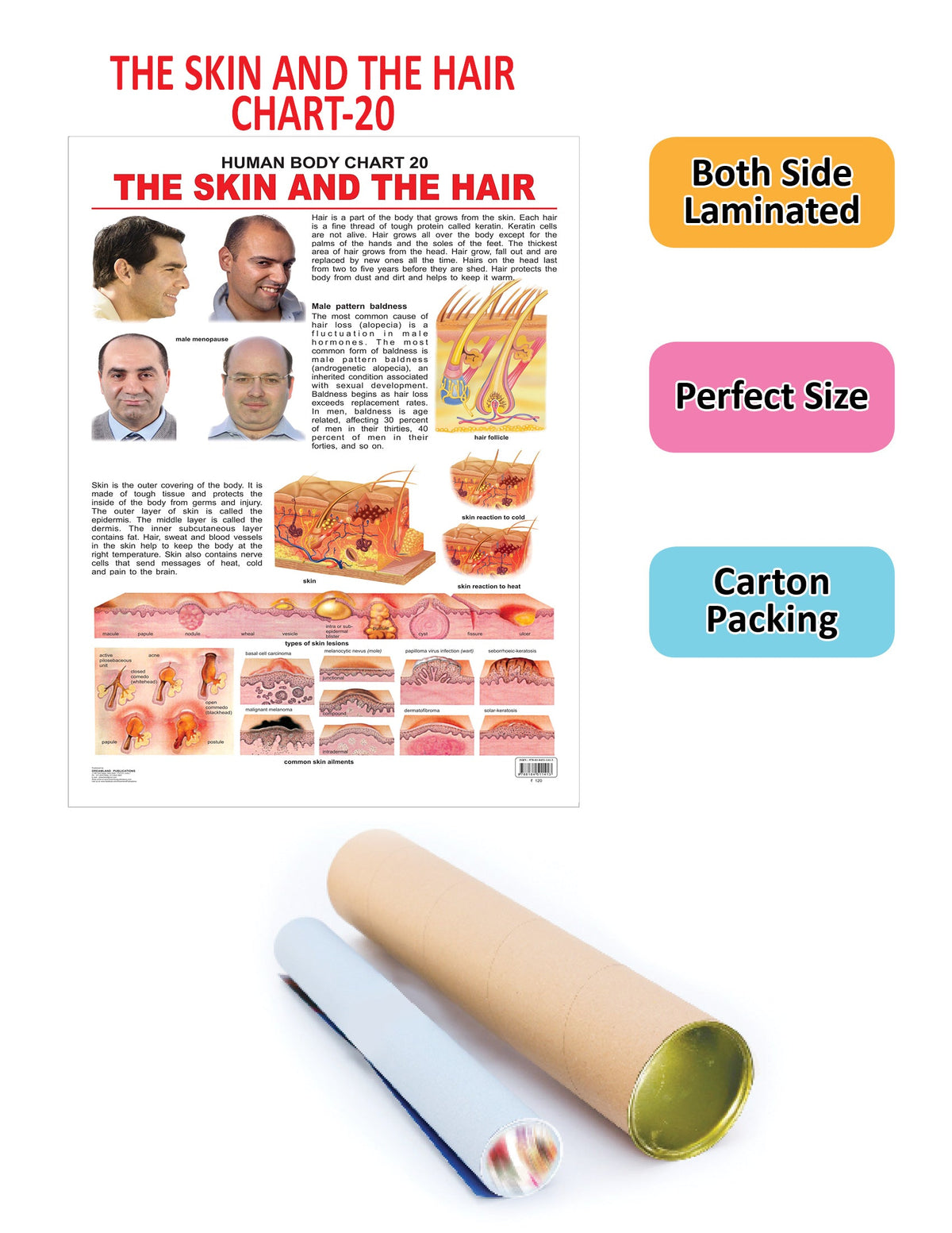 Image 2 of Dreamland Publications The Hair & the Skin : Children Reference Educational Laminated Chart