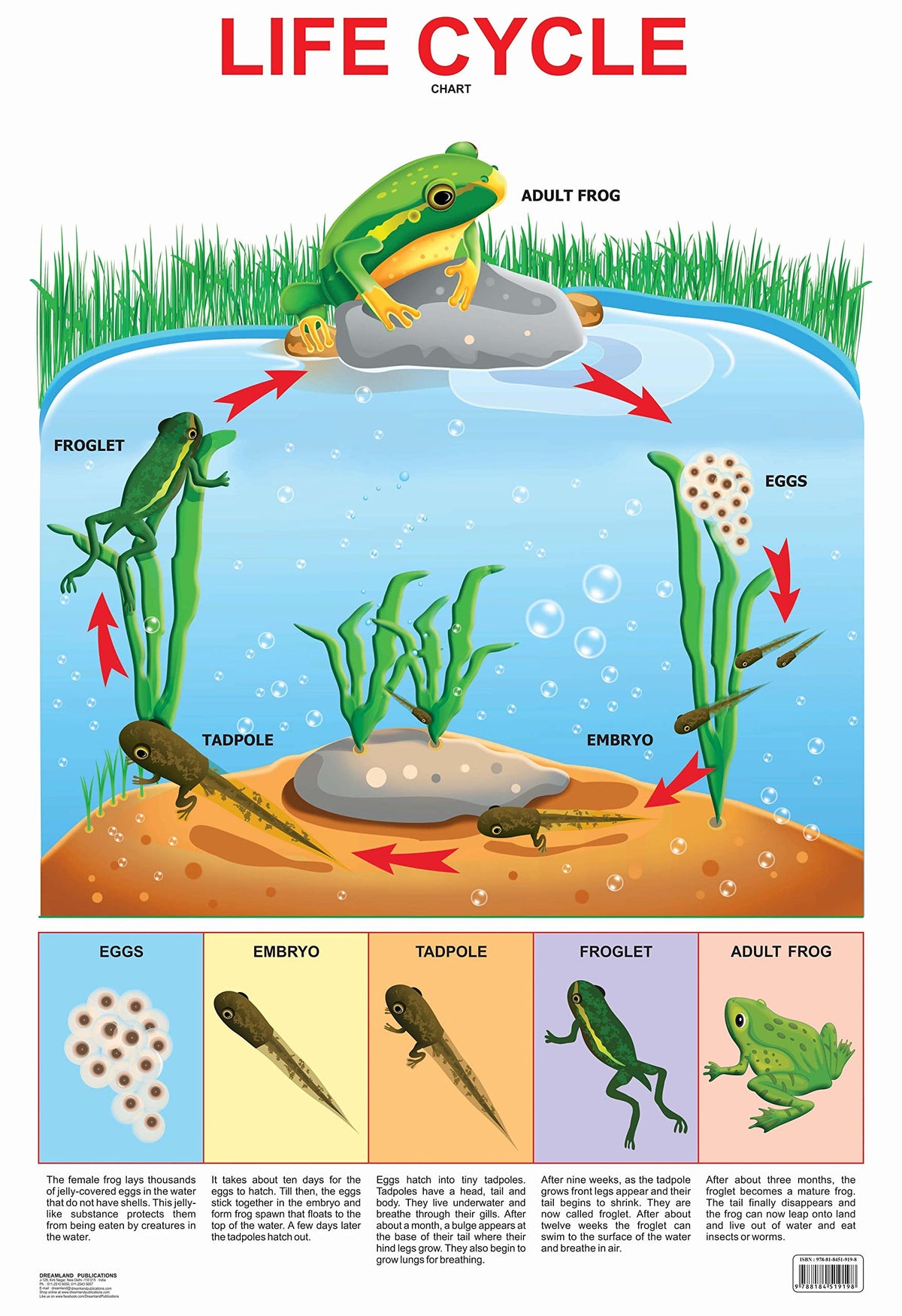 Image 1 of Default Title for the product Dreamland Publications Educational Chart for Kids - Life Cycle Chart