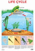 Image 1 of Default Title for the product Dreamland Publications Educational Chart for Kids - Life Cycle Chart