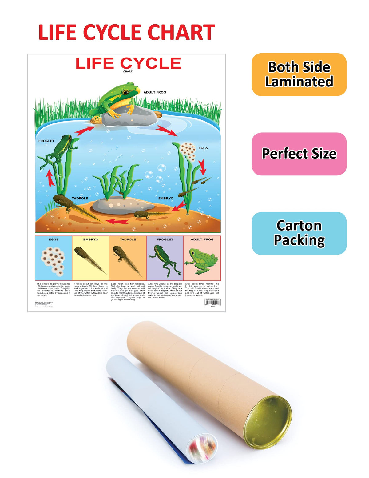 Image 2 of Dreamland Publications Educational Chart for Kids - Life Cycle Chart