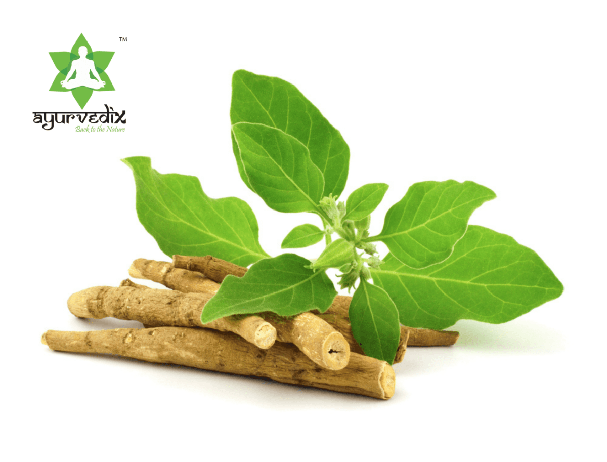 https://cdn.shopify.com/s/files/1/1857/6931/files/Ashwagandha_1efeb4a6-0a65-49ac-97a1-9327e7346a02-976670.png?v=1736151181