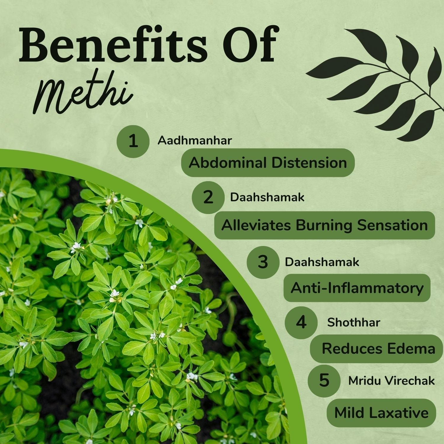 https://cdn.shopify.com/s/files/1/1857/6931/files/Bestayurvedicherbmethipowder_4.jpg?v=1778160318