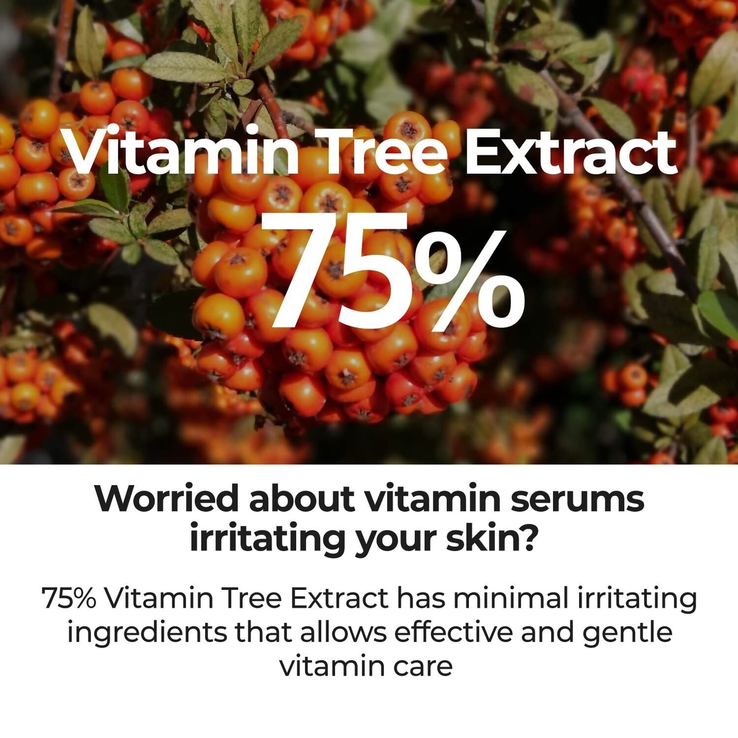 https://cdn.shopify.com/s/files/1/1857/6931/files/JhNSbWXhsm.jpg?v=1713013392