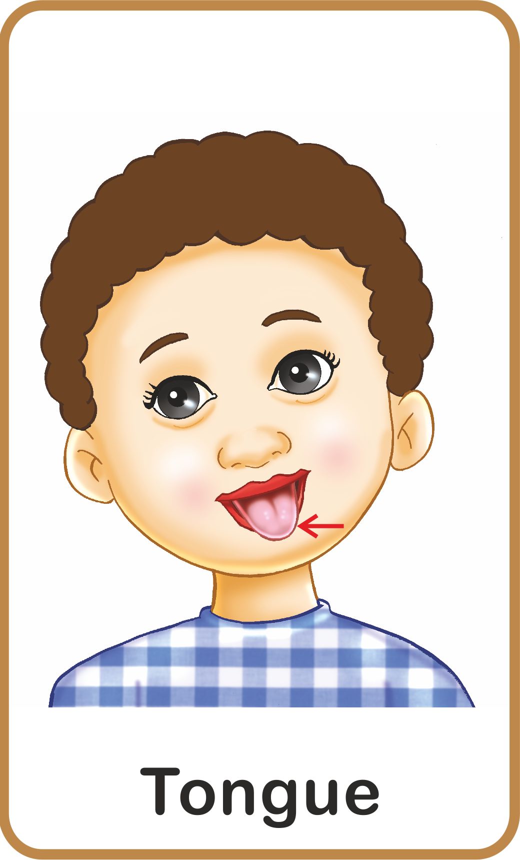 https://cdn.shopify.com/s/files/1/1857/6931/products/Jolly-Kids-Flash-Cards-My-Body-Parts-4.jpg?v=1671519561