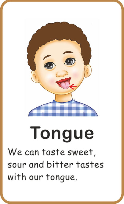 https://cdn.shopify.com/s/files/1/1857/6931/products/Jolly-Kids-Flash-Cards-My-Body-Parts-5.jpg?v=1671519561