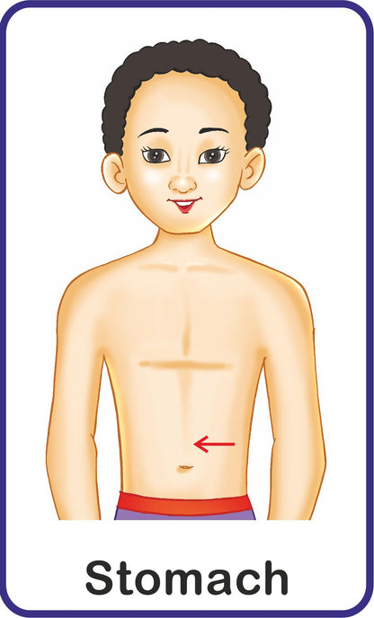 https://cdn.shopify.com/s/files/1/1857/6931/products/Jolly-Kids-Flash-Cards-My-Body-Parts-6.jpg?v=1671519561