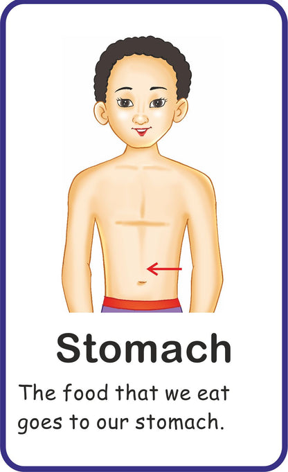 https://cdn.shopify.com/s/files/1/1857/6931/products/Jolly-Kids-Flash-Cards-My-Body-Parts-7.jpg?v=1671519561