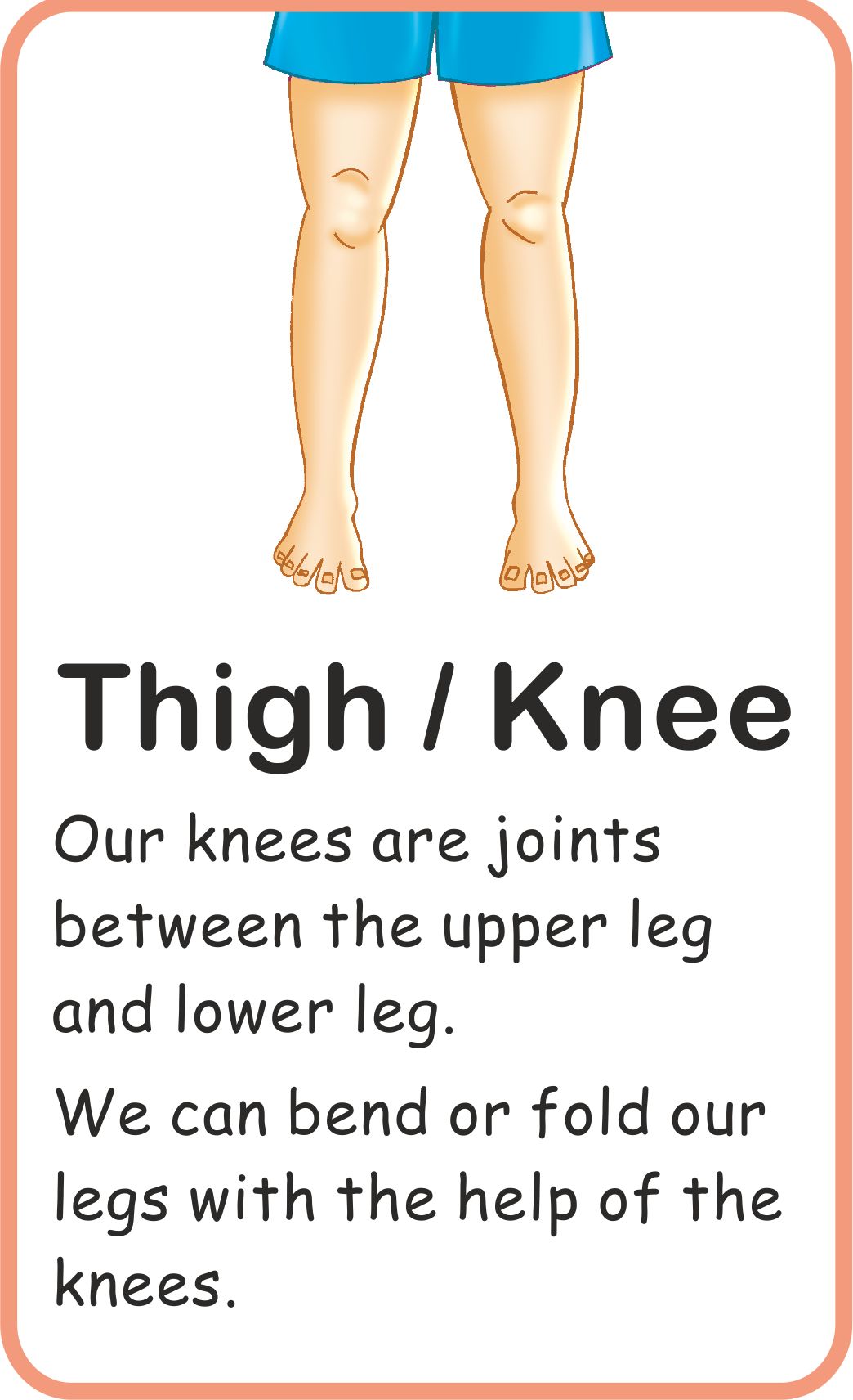 https://cdn.shopify.com/s/files/1/1857/6931/products/Jolly-Kids-Flash-Cards-My-Body-Parts-9.jpg?v=1671519561
