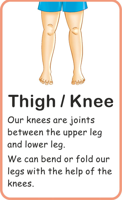 https://cdn.shopify.com/s/files/1/1857/6931/products/Jolly-Kids-Flash-Cards-My-Body-Parts-9.jpg?v=1671519561
