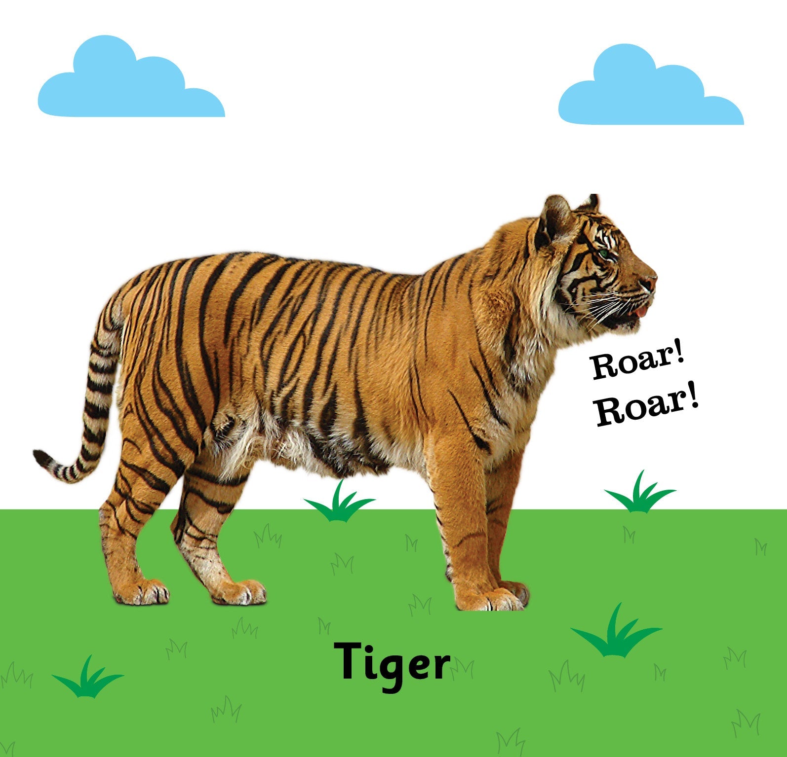 https://cdn.shopify.com/s/files/1/1857/6931/products/Jolly-Kids-Touch-and-Feel-Animals-2.jpg?v=1671515150