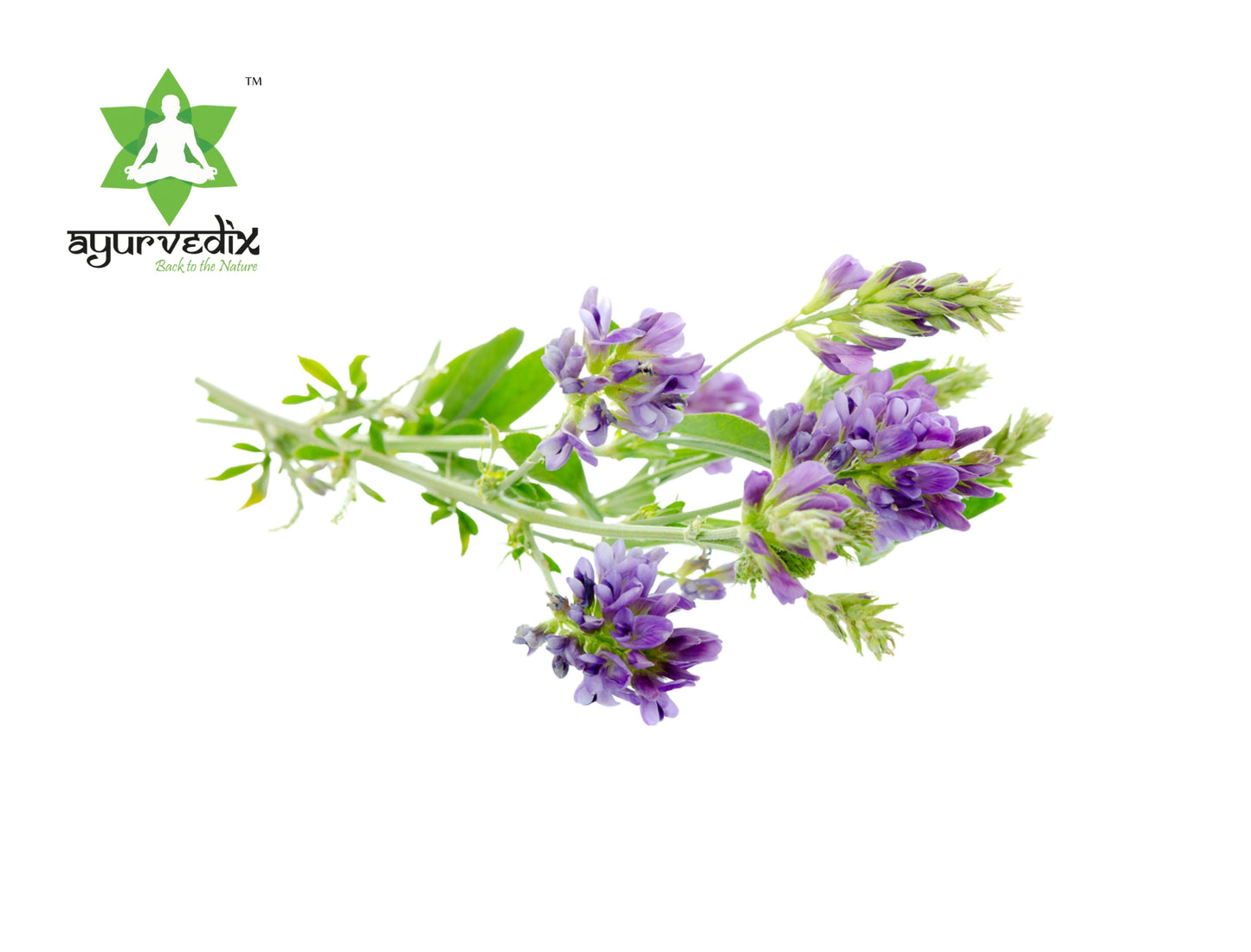 https://cdn.shopify.com/s/files/1/1857/6931/files/L9kmoQHKVb.jpg?v=1739508030