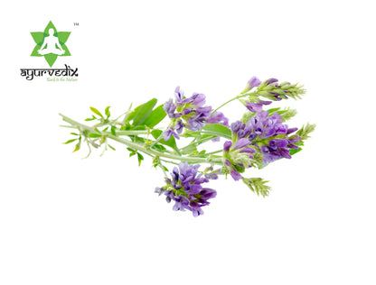 https://cdn.shopify.com/s/files/1/1857/6931/files/L9kmoQHKVb.jpg?v=1739508030