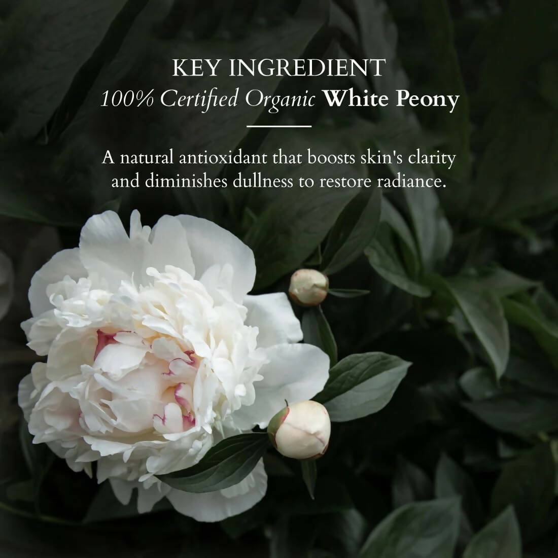 https://cdn.shopify.com/s/files/1/1857/6931/products/MCbBgF83UH.jpg?v=1697112395