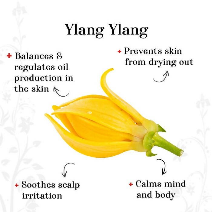 https://cdn.shopify.com/s/files/1/1857/6931/files/SDadNvvzv1-799017.jpg?v=1736146741
